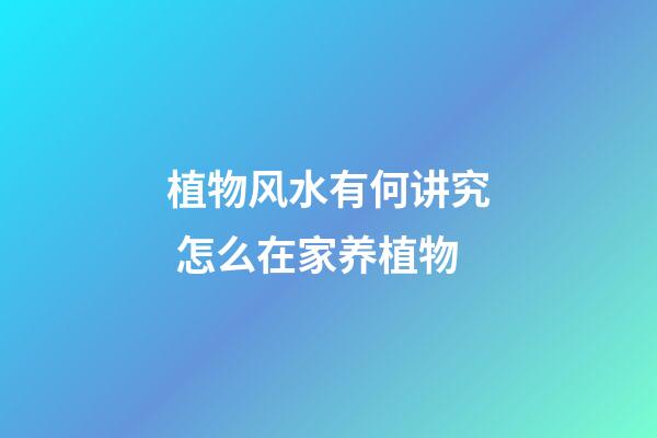 植物风水有何讲究 怎么在家养植物